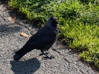 Friendly crow