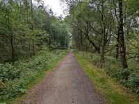 Woodland trail
