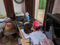 Campsite cat!
