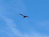 Red Kite (I think!) over campsite